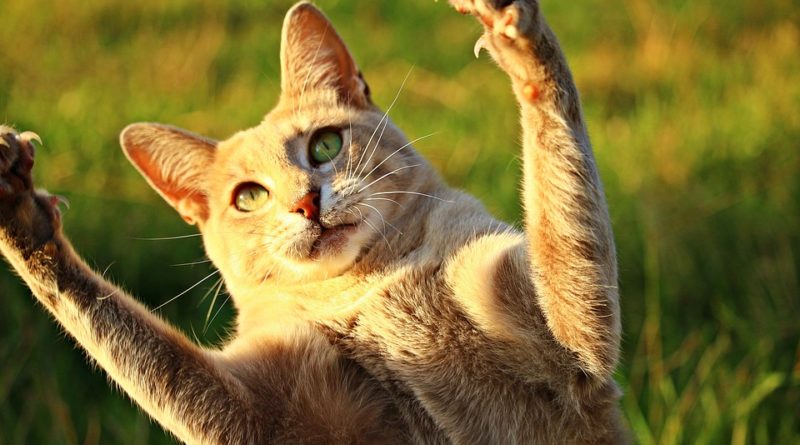 il graffio del gatto e la malattie che può provacare